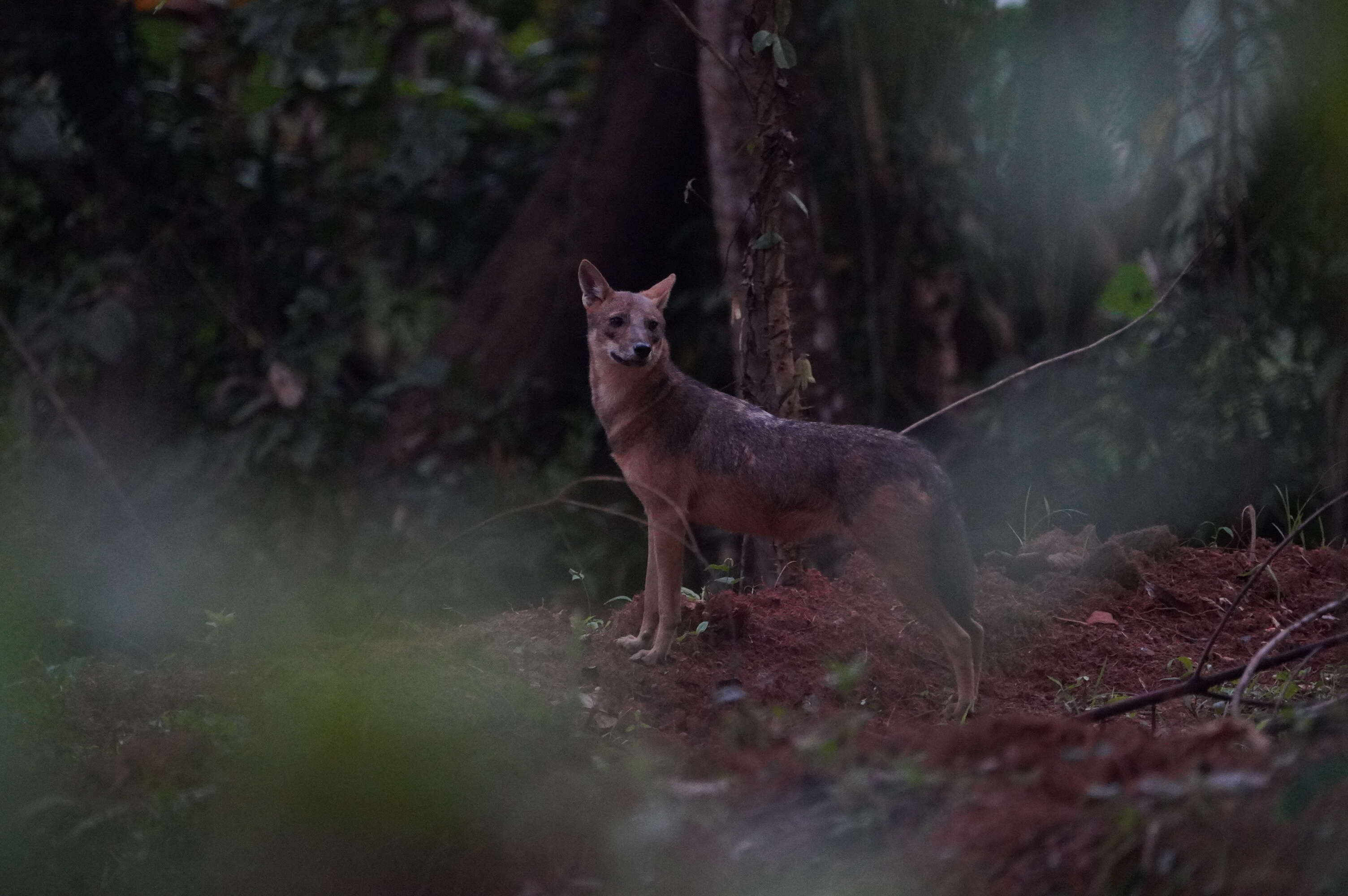 Image of golden jackal