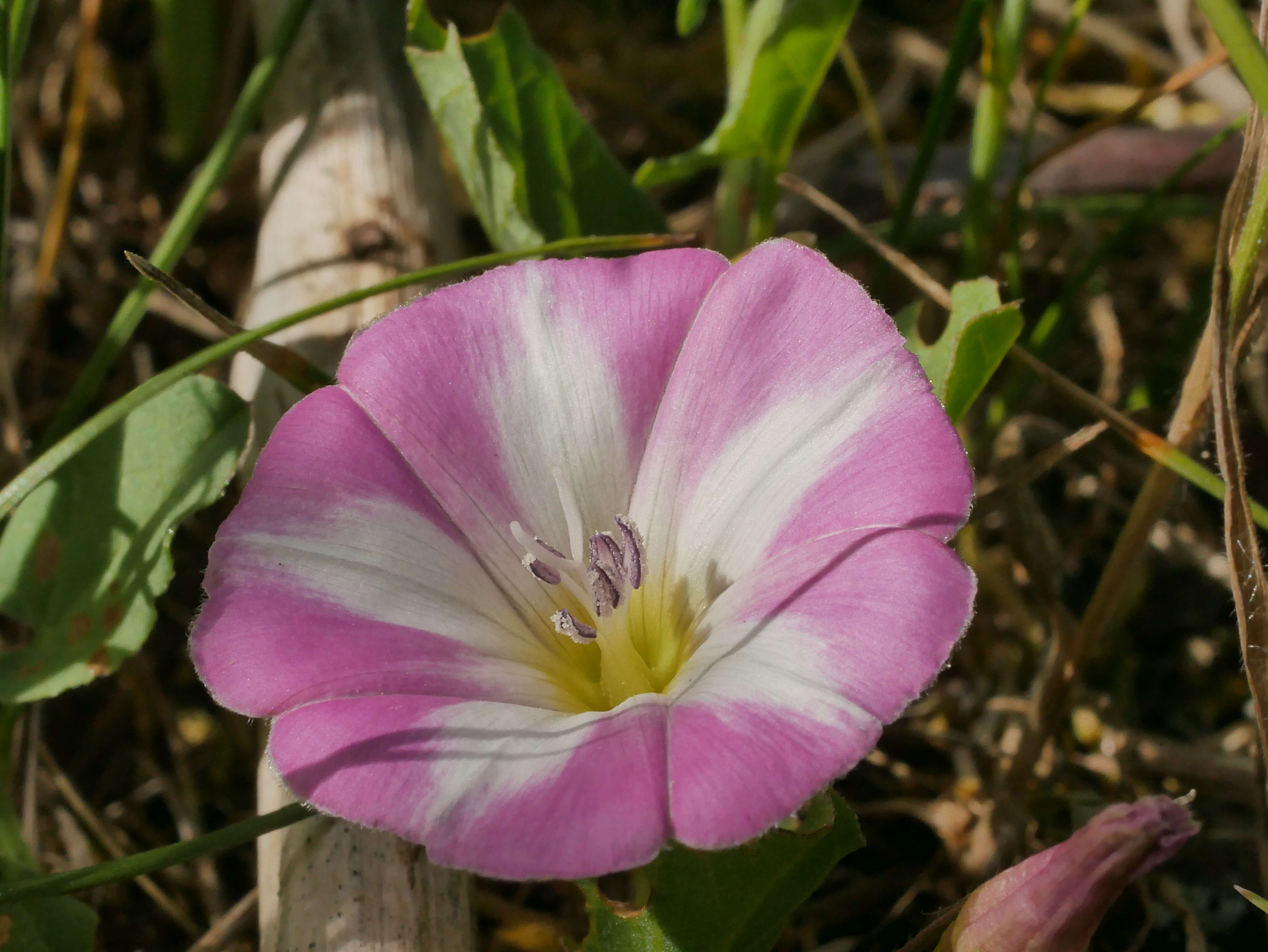 Image of Field Bindweed