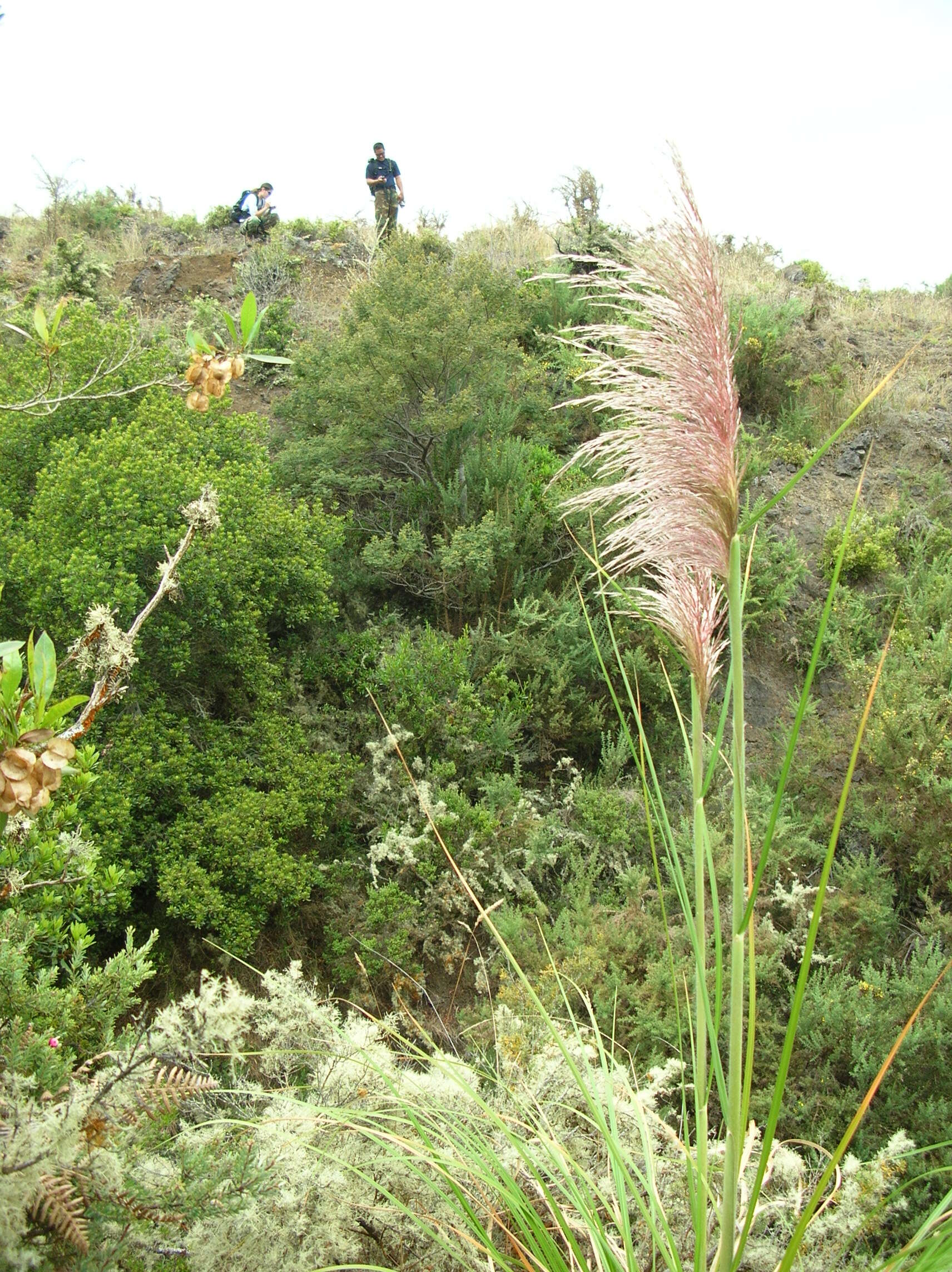 Image of purple pampas grass