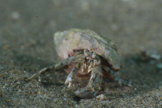 Image of Roux's hermit crab