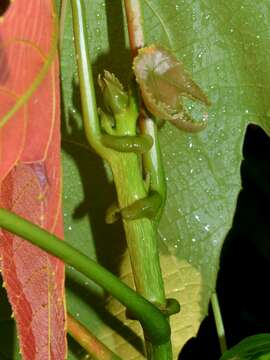 Image of Macaranga triloba (Thunb.) Müll. Arg.