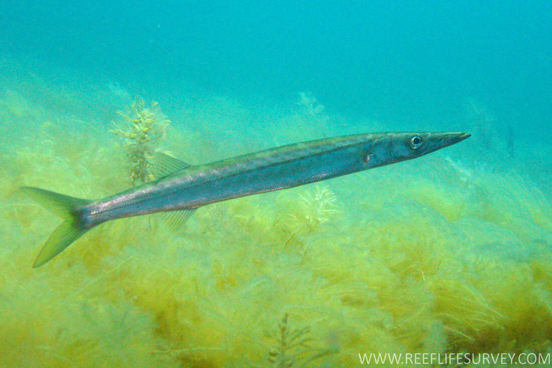 Image of Australian barracuda