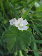 Image of common mallow