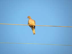 Image of American Mourning Dove