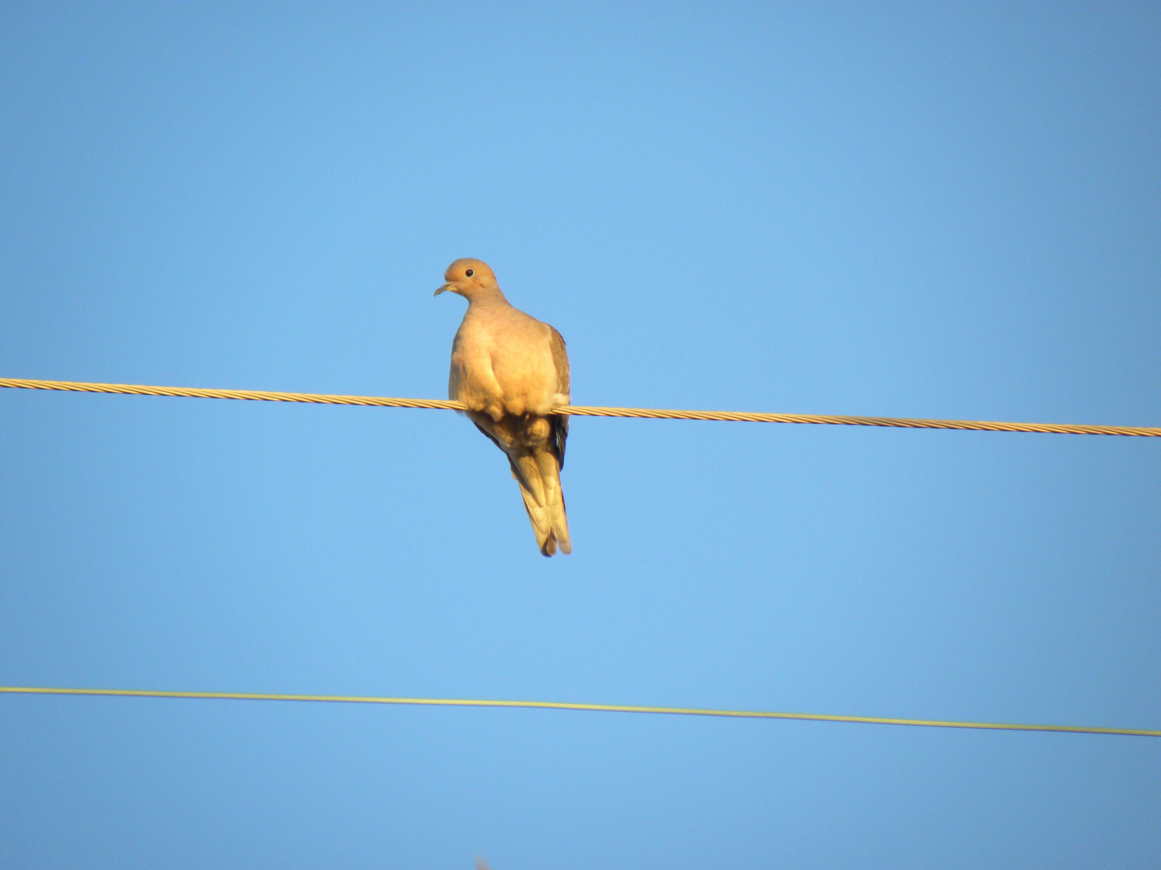 Image of American Mourning Dove