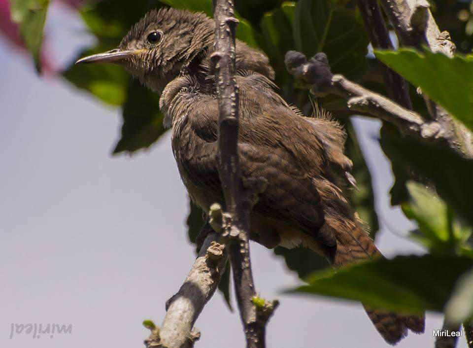 Image of House Wren