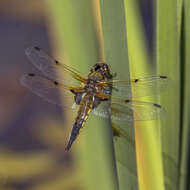 Image of Four-spotted Chaser