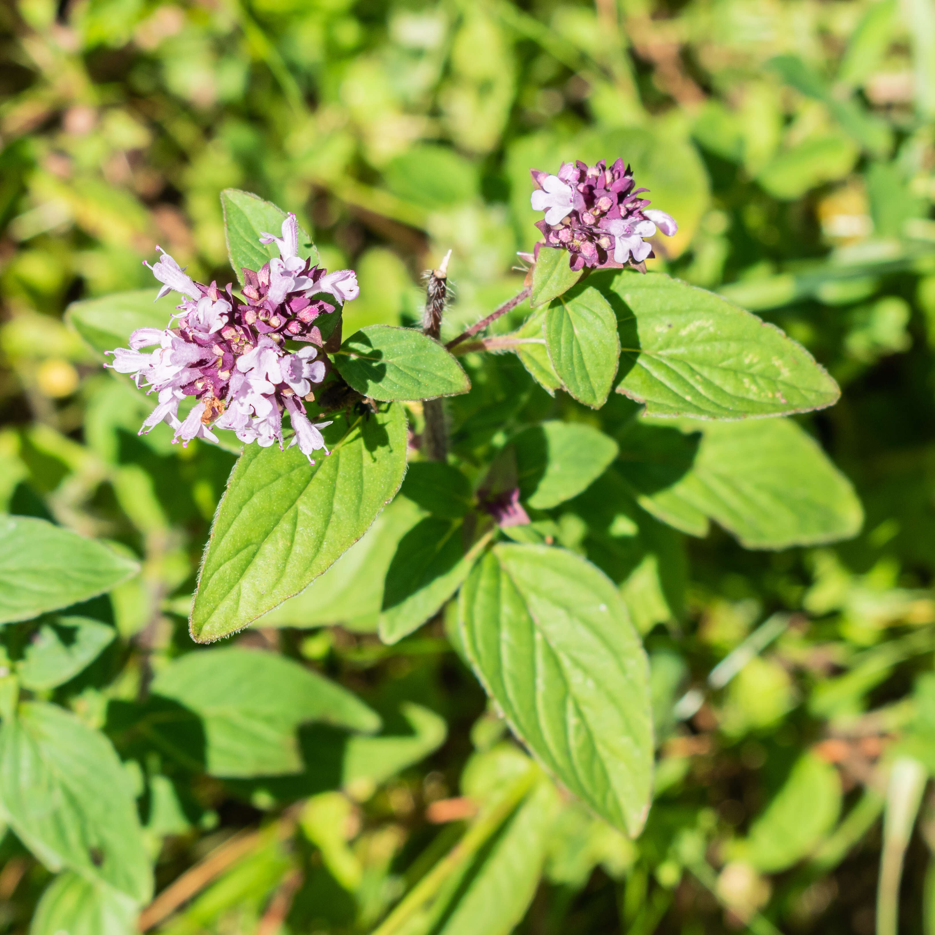 Image of oregano