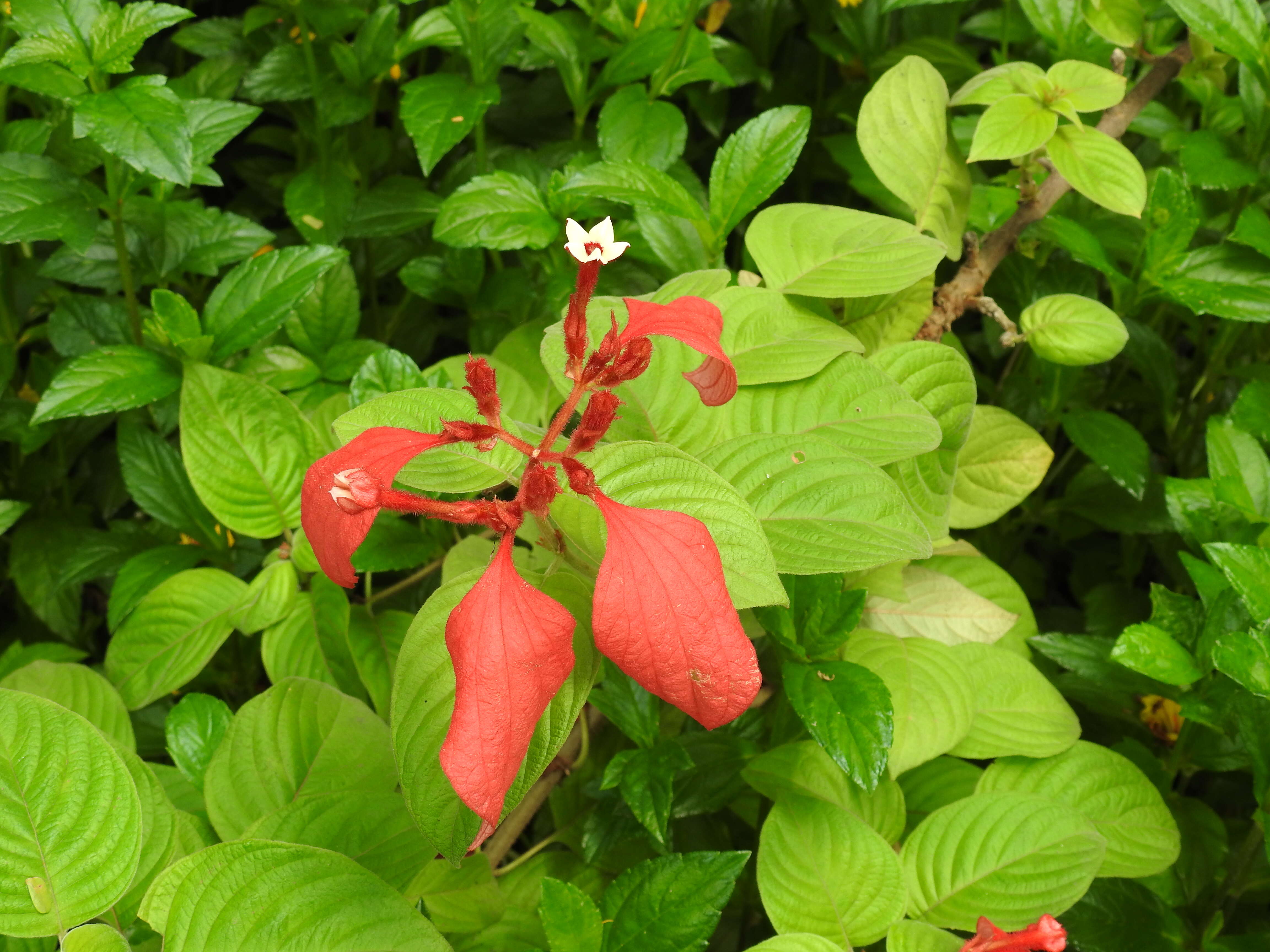 Image of red mussaenda