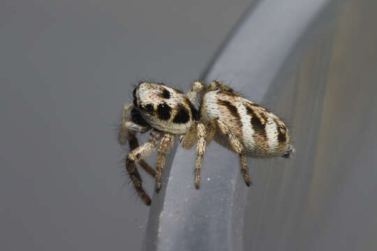 Image of Zebra spider