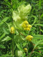 Image of European yellow rattle