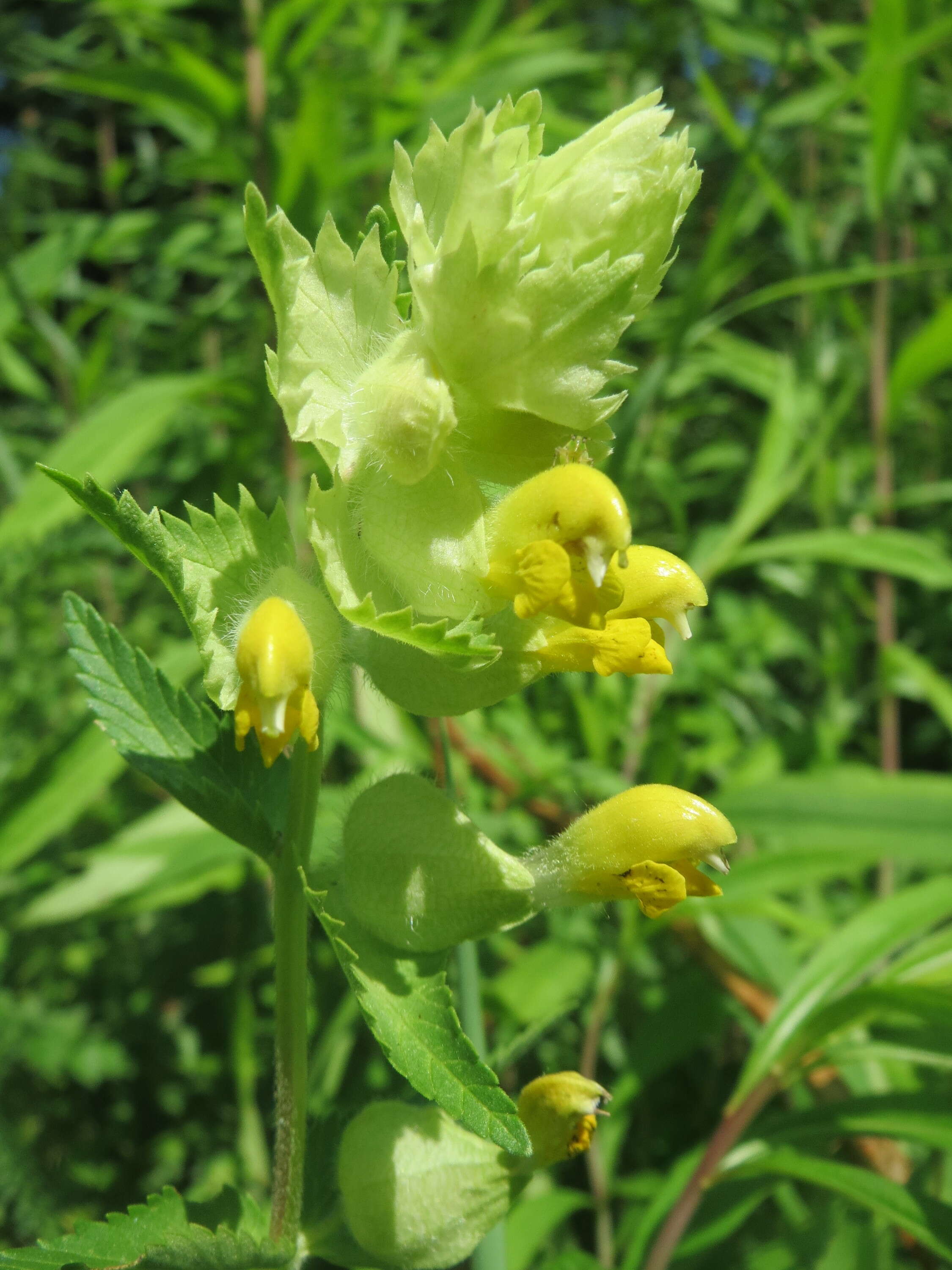 Image of European yellow rattle