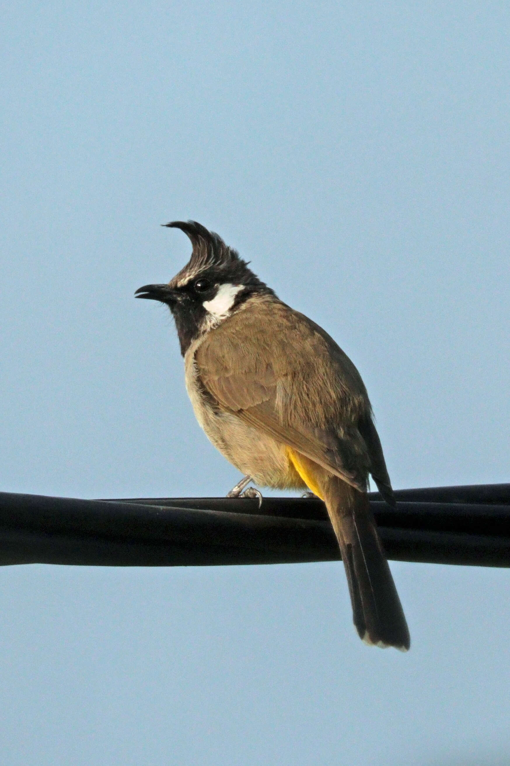 Image of Himalayan Bulbul