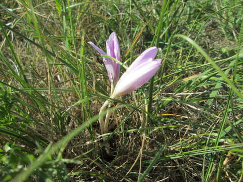 Image of Autumn crocus