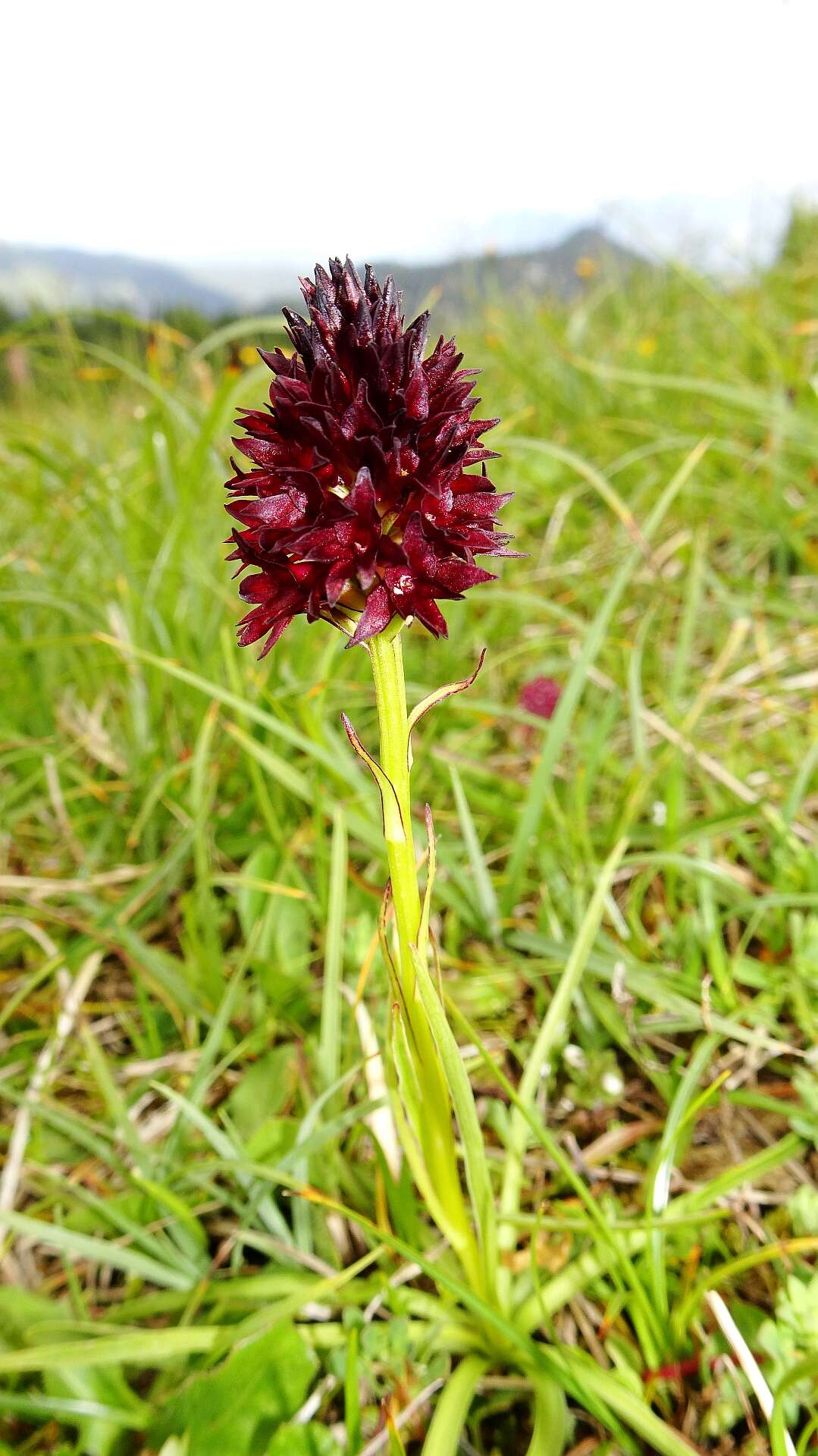 صورة Gymnadenia rhellicani (Teppner & E. Klein) Teppner & E. Klein