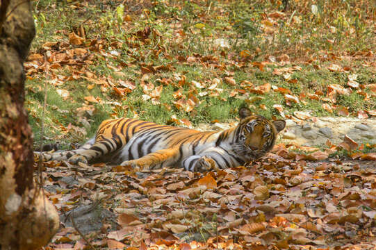 Image of Bengal Tiger