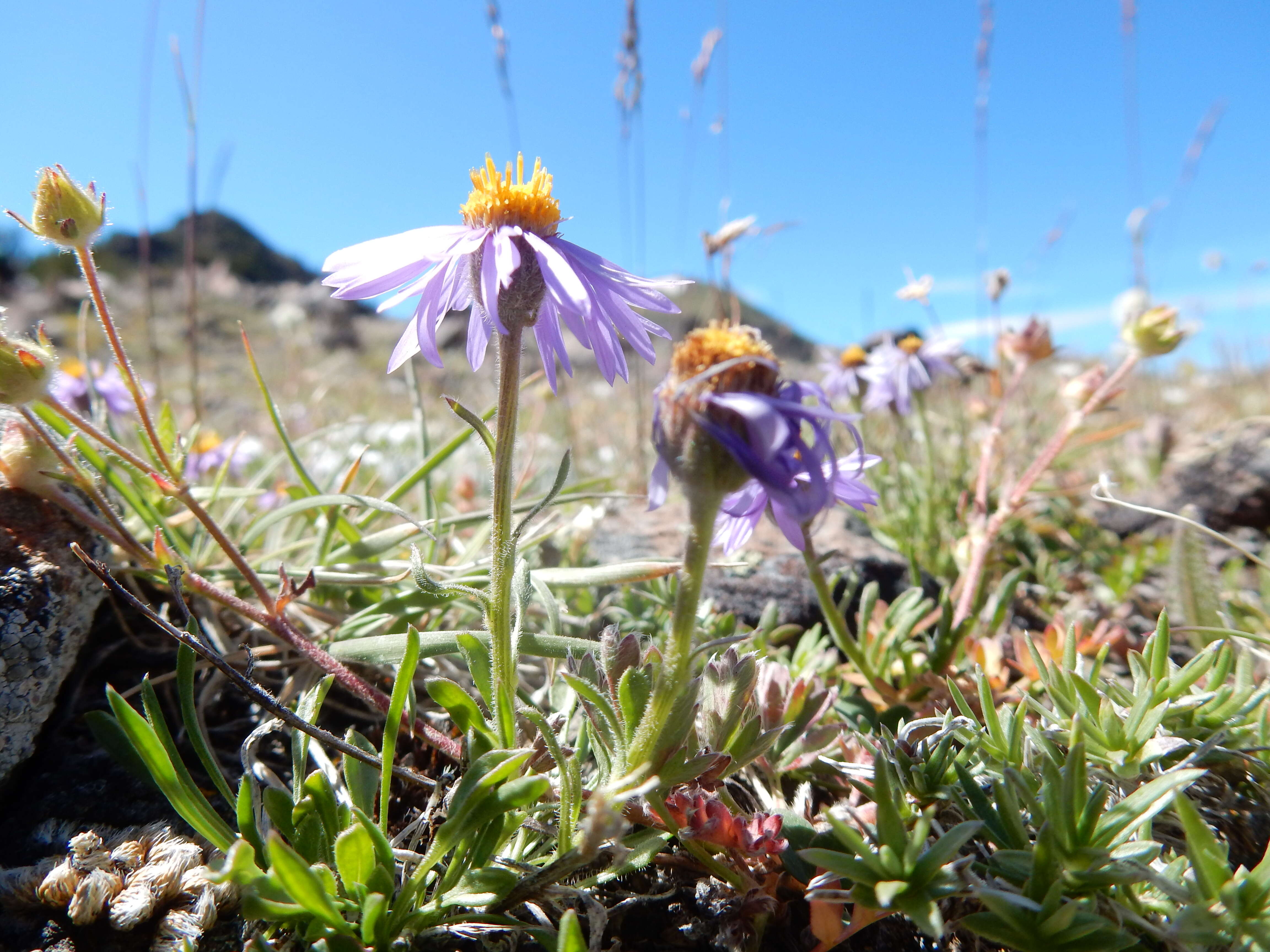 Image of buff fleabane