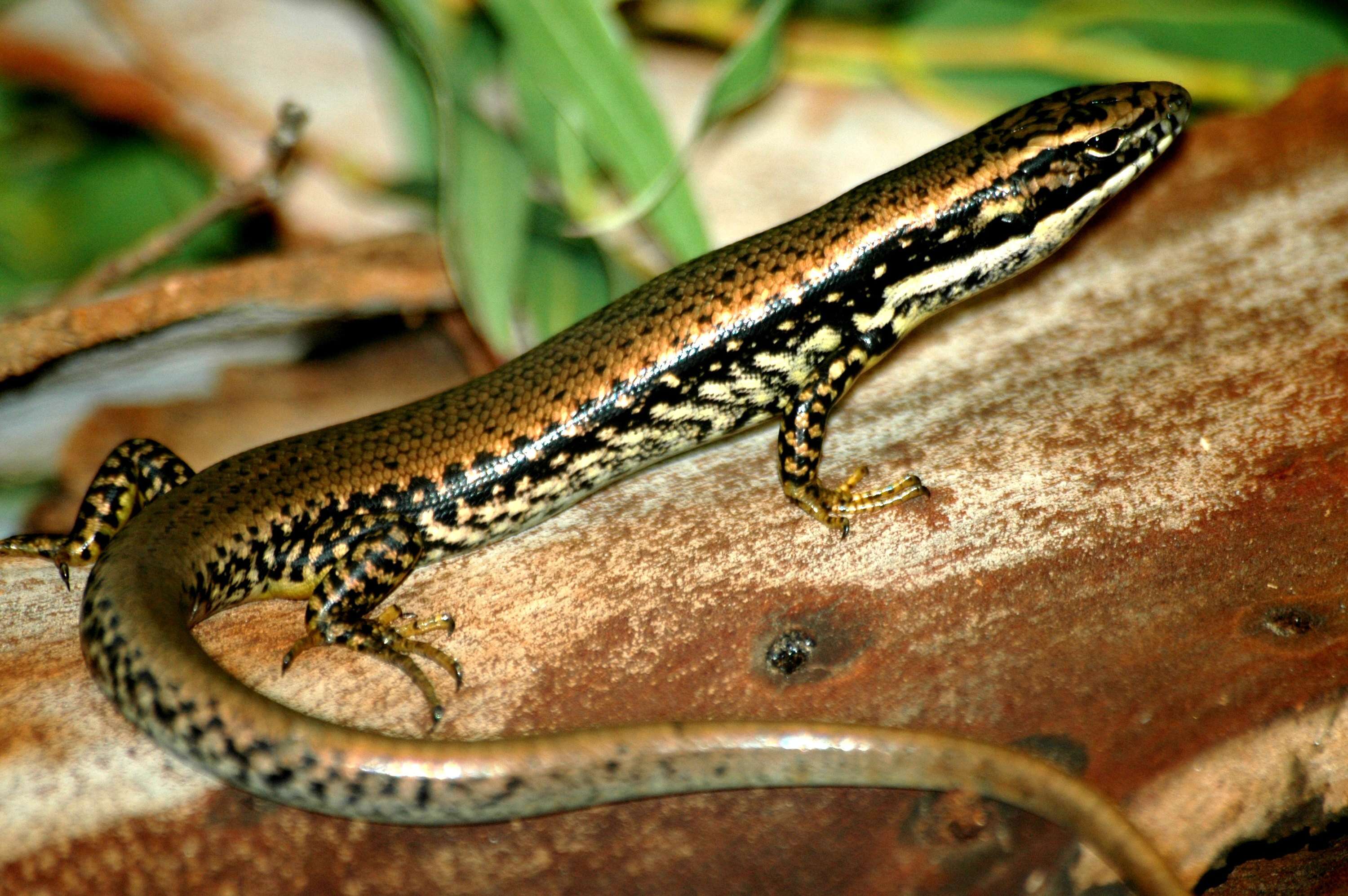 Image of Warm-temperate Water-skink