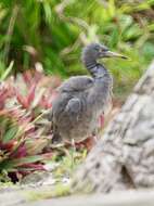 Image de Aigrette sacrée