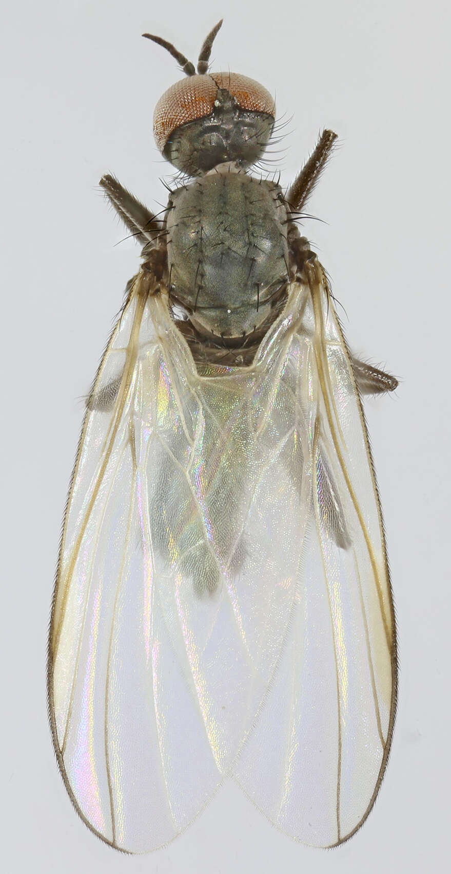 Image of Rhamphomyia curvula Frey 1913