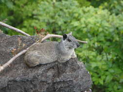 Image of Acrobatic Cavy