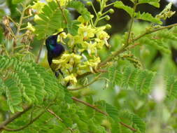 Cinnyris venustus (Shaw 1799) resmi