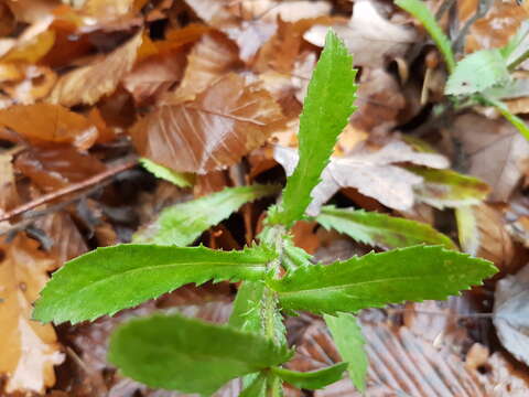 صورة Leucanthemum ircutianum (Turcz.) DC.