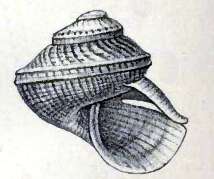 Image of Scissurella mantelli