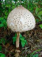 Image of Macrolepiota procera (Scop.) Singer 1948