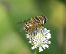 Sivun Melanthera nivea (L.) Small kuva