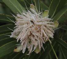 Image of African savanna sugarbush