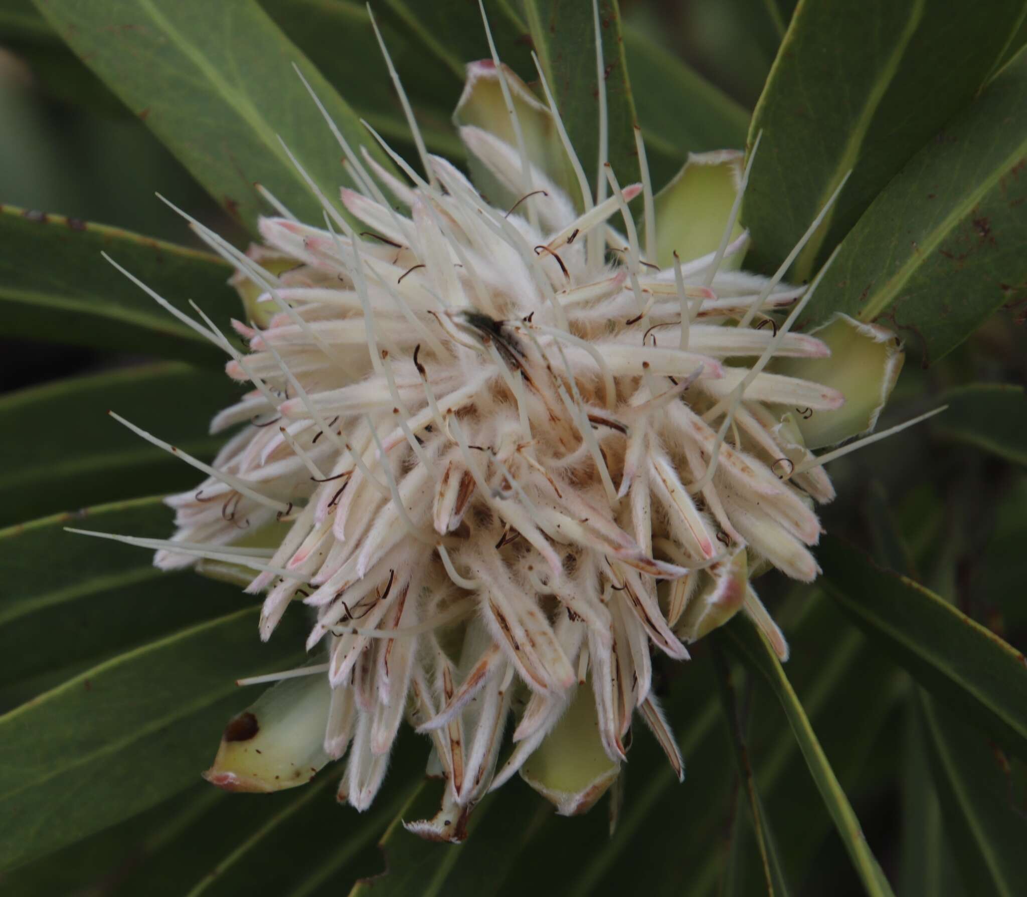 Image de Protea gaguedi J. F. Gmel.