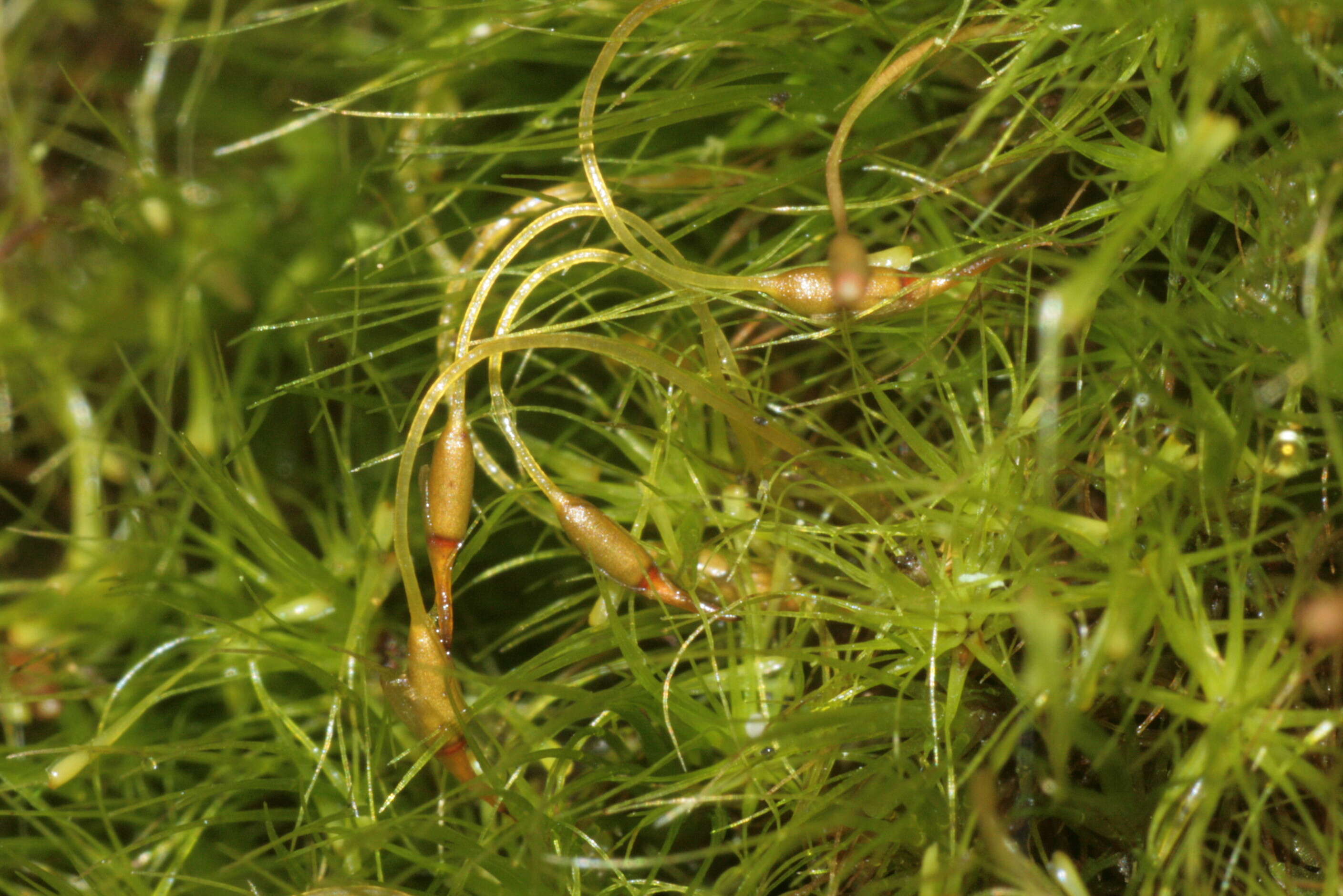 Image of denuded dicranodontium moss