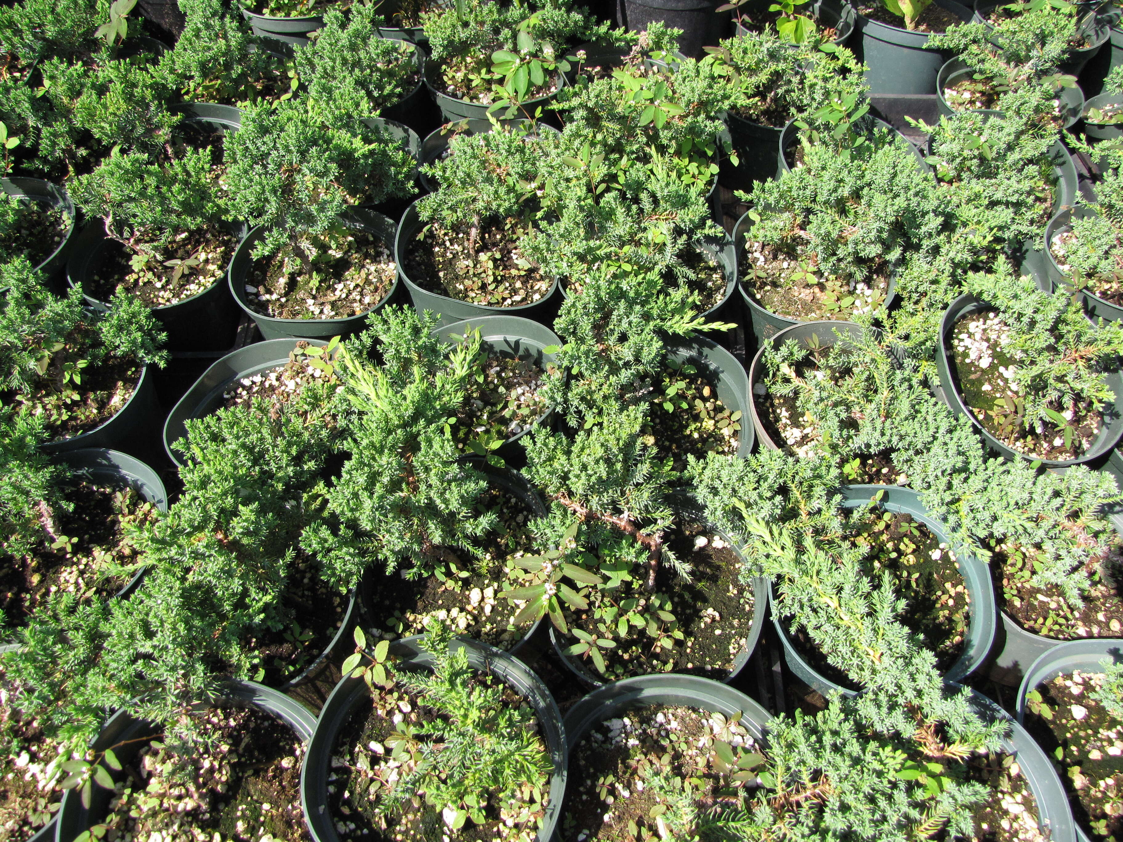 Image of Creeping Juniper