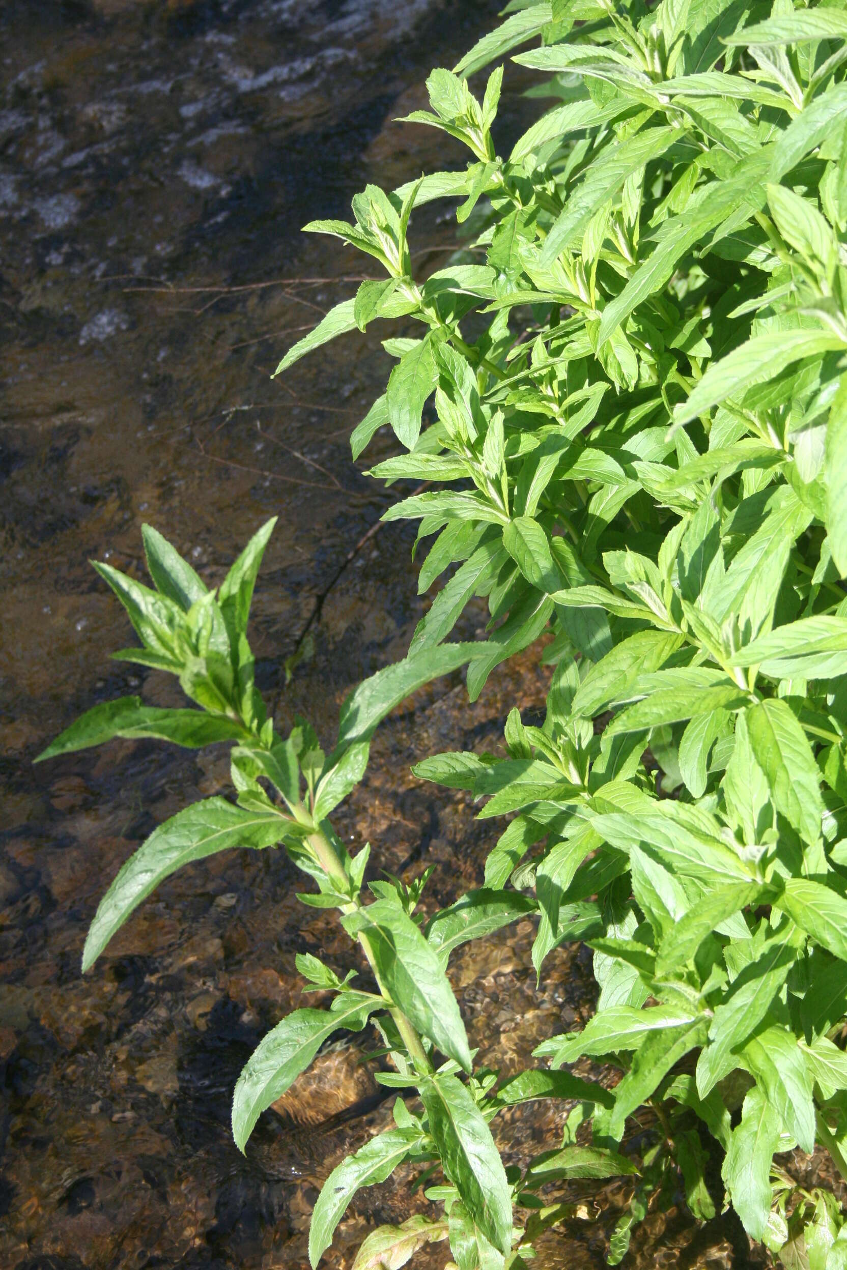 Image of Water Mint