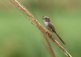 Image of Graceful Prinia