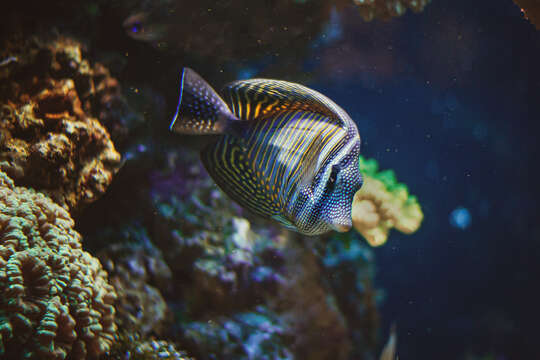 Image of Desjardin's Sailfin Tang