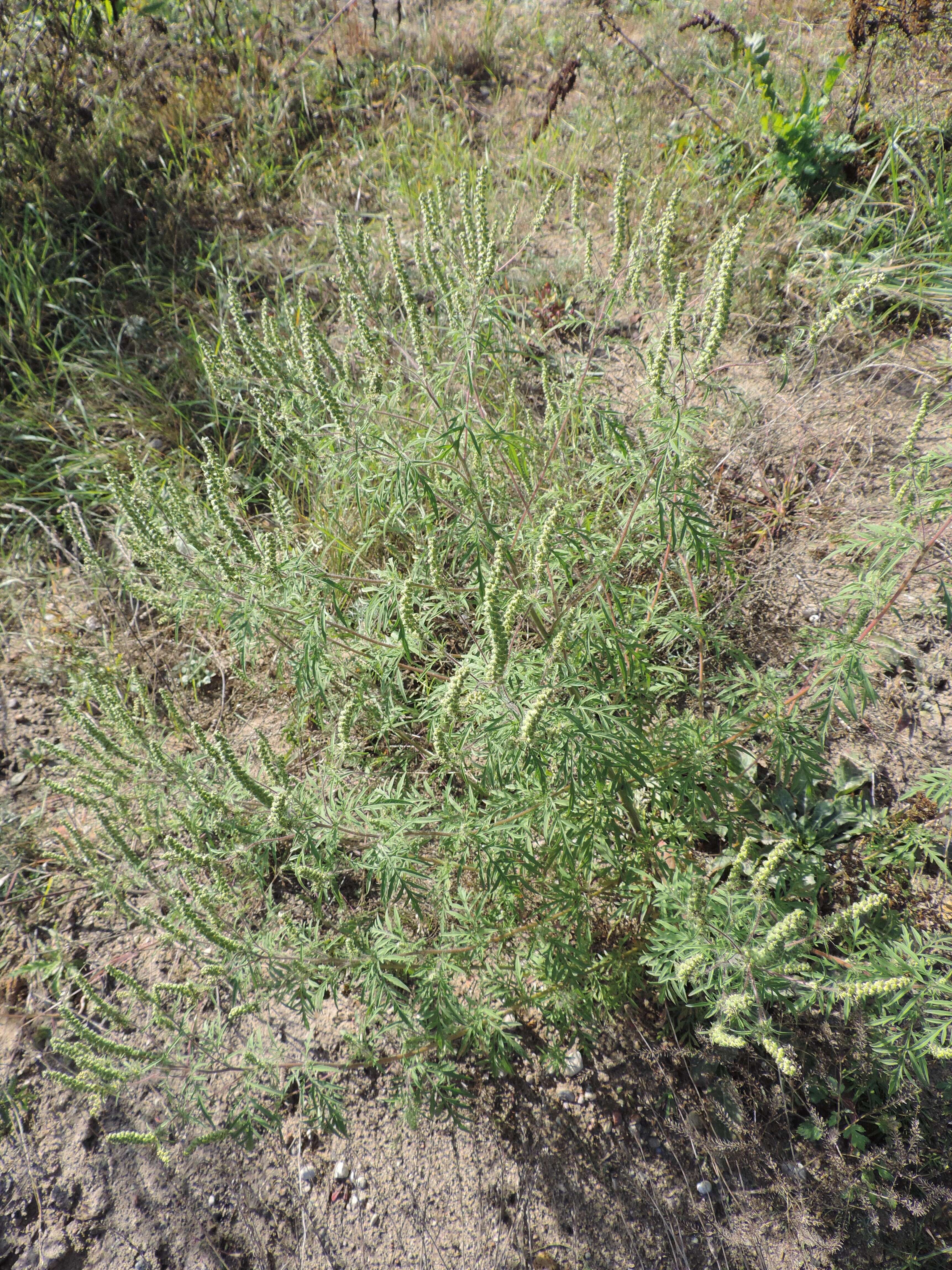 Image of annual ragweed