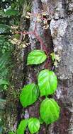 Image of Begonia glabra Aubl.