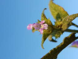 Image of Downy Hemp Nettle