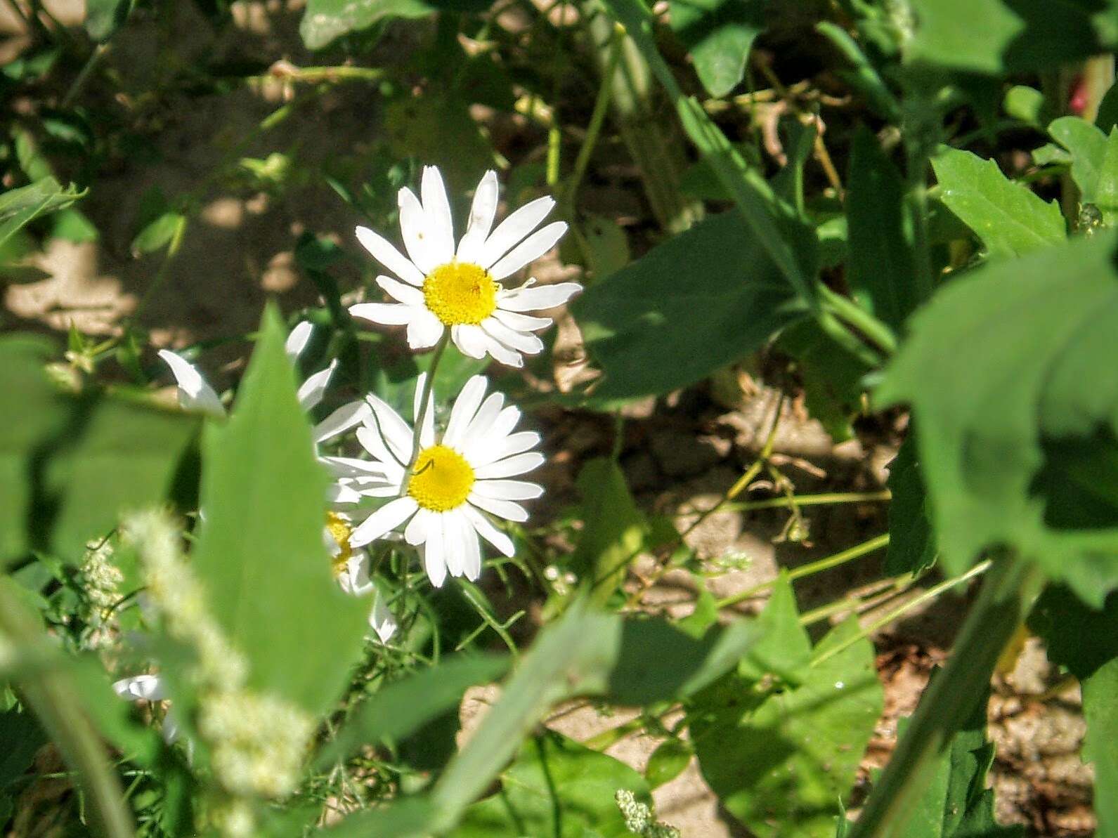 Anthemis arvensis L. resmi