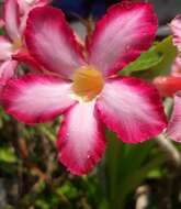 Image de Adenium obesum (Forsk.) Roem. & Schult.