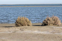 Слика од Salicornia perennis Miller