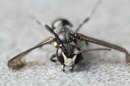 Image of Māori Masked Bee