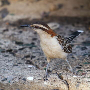 Image of Rufous-backed Wren