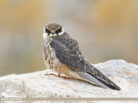 Image of Eurasian Hobby