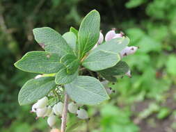 Image of Berberis aristata DC.