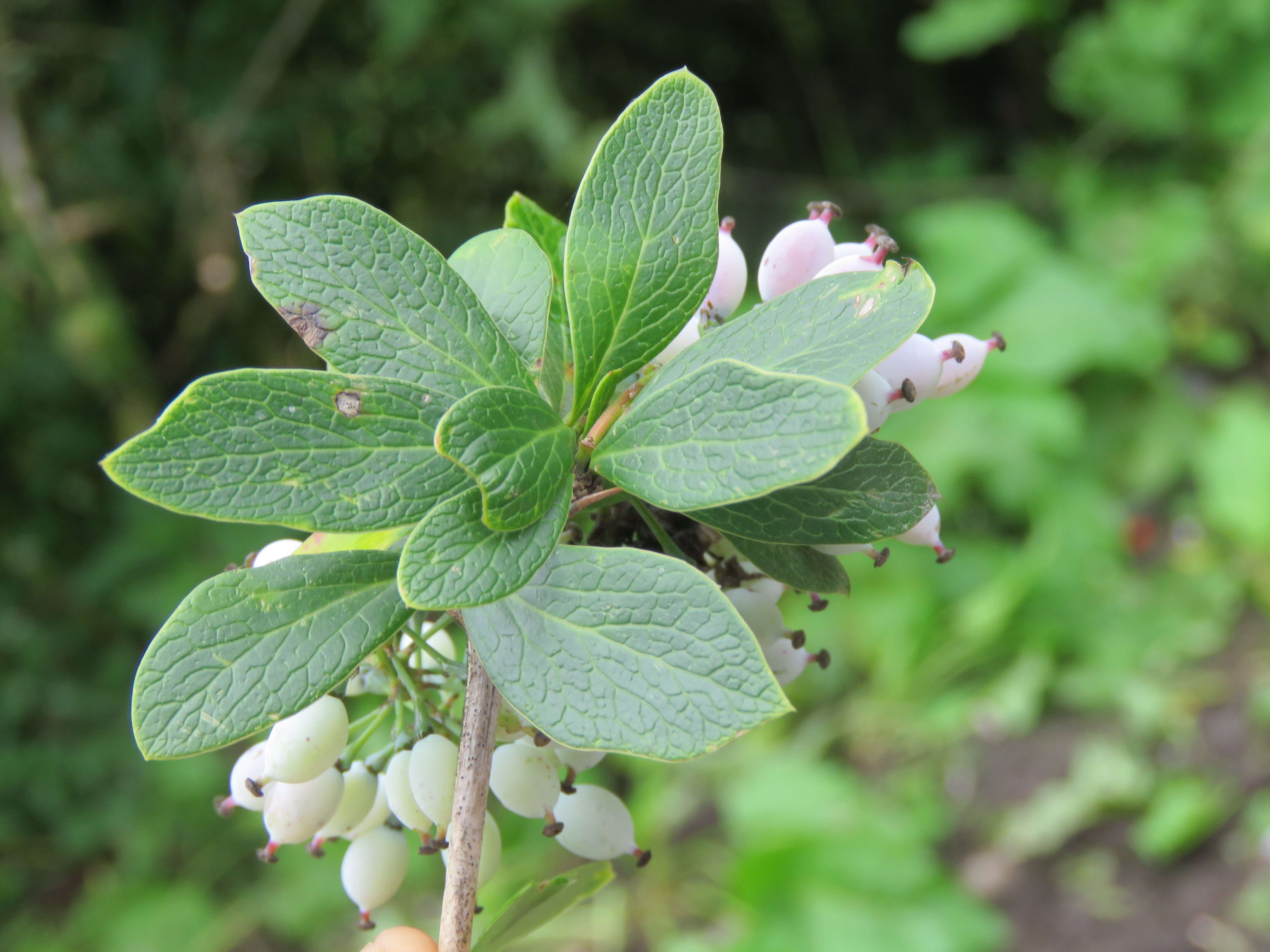 Image of Berberis aristata DC.