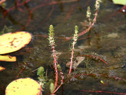 Image of twoleaf watermilfoil