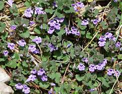 Image of Ground ivy